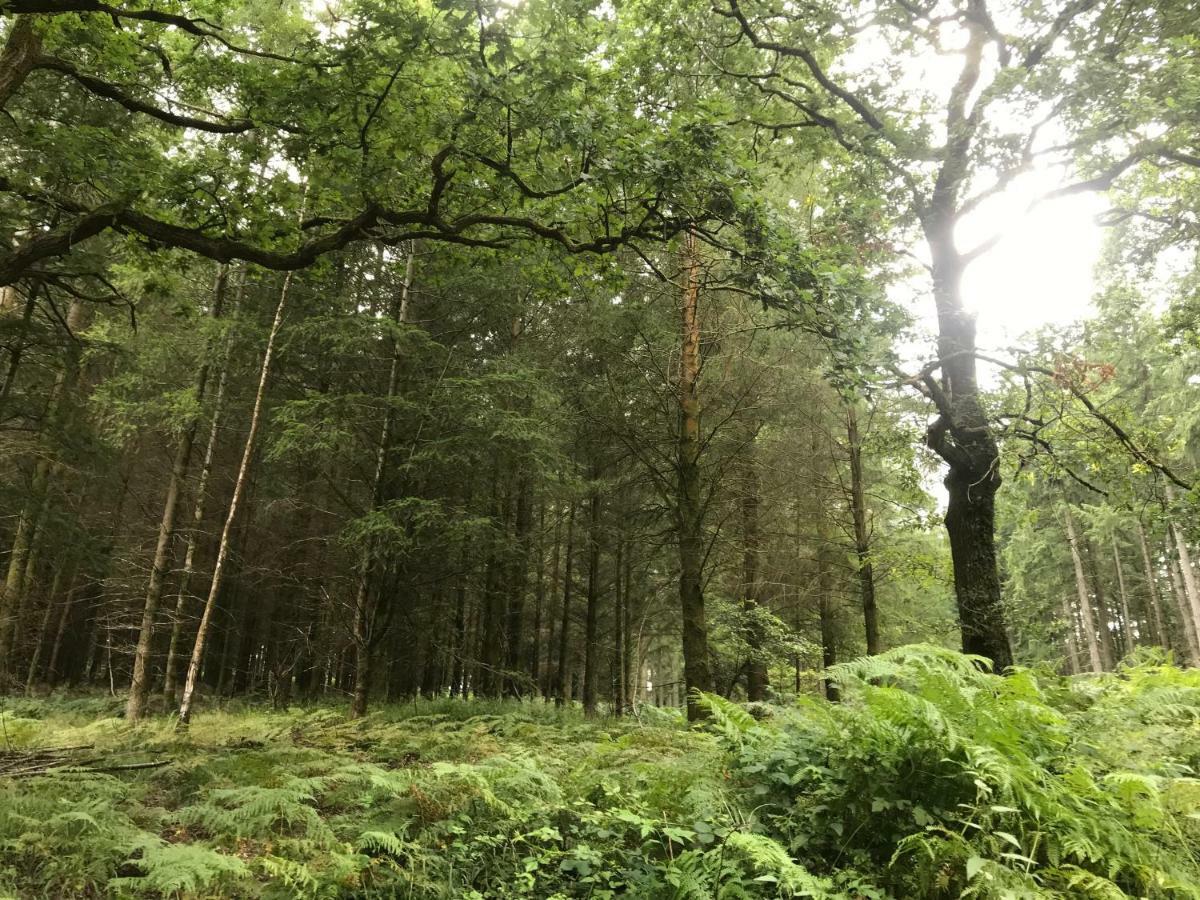 Old Co Op House -Forest Of Dean Bream Exteriör bild