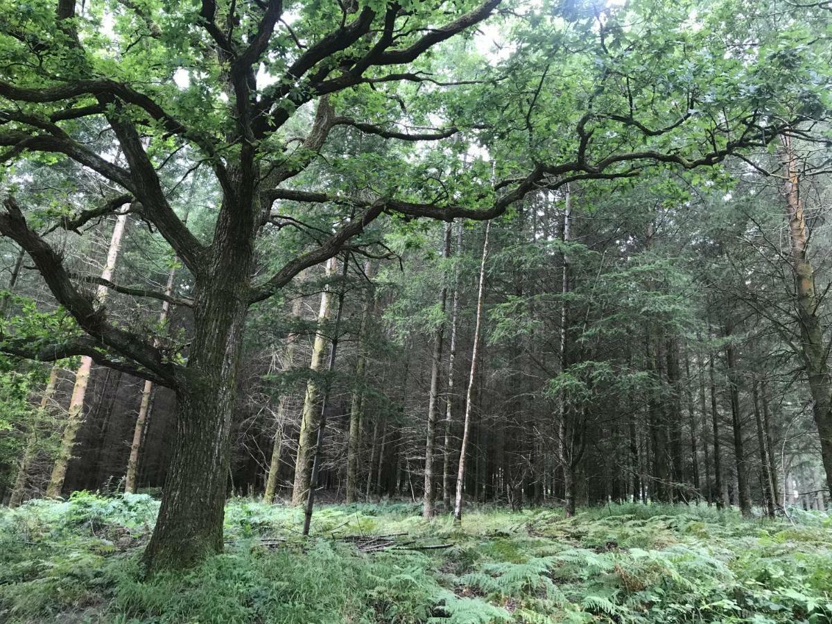 Old Co Op House -Forest Of Dean Bream Exteriör bild