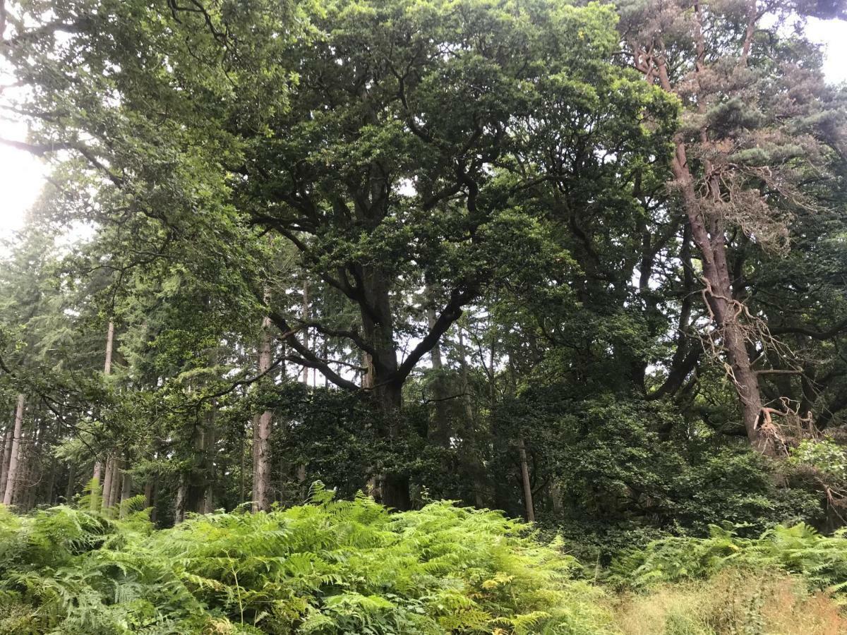 Old Co Op House -Forest Of Dean Bream Exteriör bild